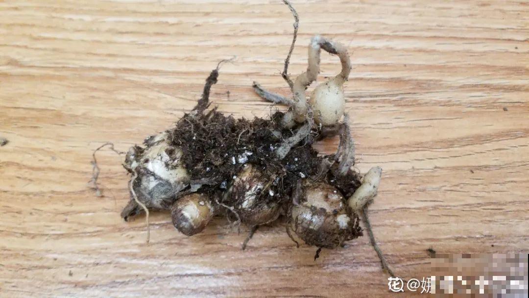 生姜埋门口,竟然开花了,花期还超长! 生姜埋门口,竟然开花了,花期还超长!