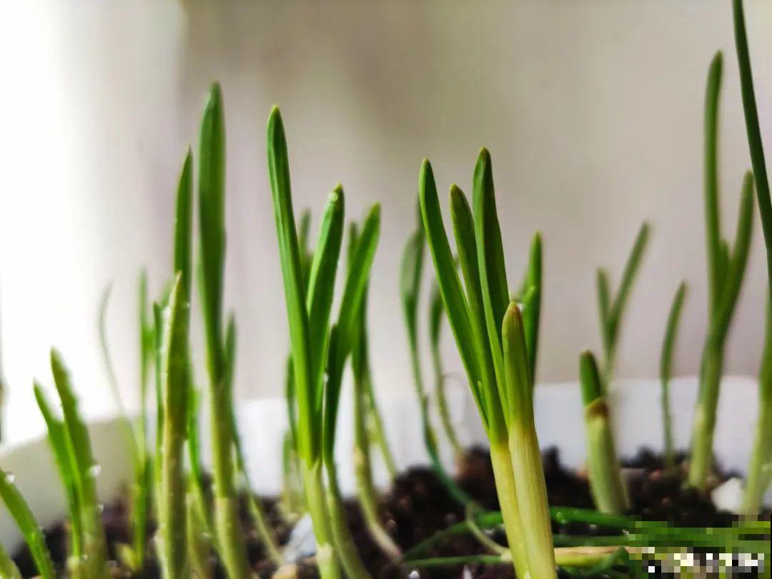 腊月养花禁忌，一定要保暖，不然花很快就死