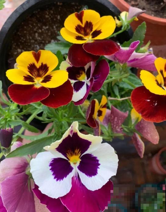 一盆花三个颜色,“草花皇后”三色堇,做好5点花开不断! 一盆花三个颜色,“草花皇后”三色堇,做好5点花开不断!