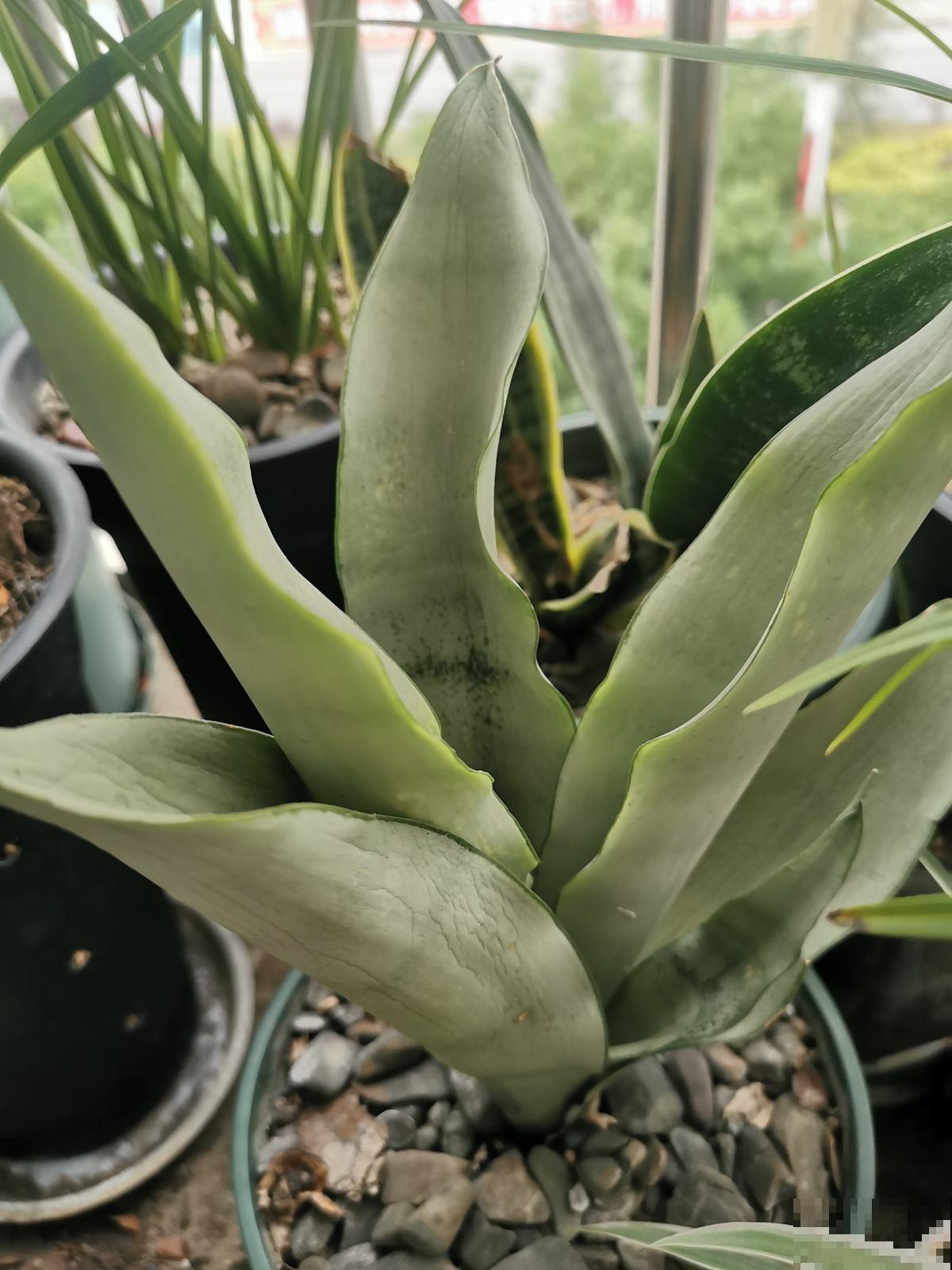 冬天养虎皮兰,注意避开4个坑,才能平稳过冬 冬天养虎皮兰,注意避开4个坑,才能平稳过冬