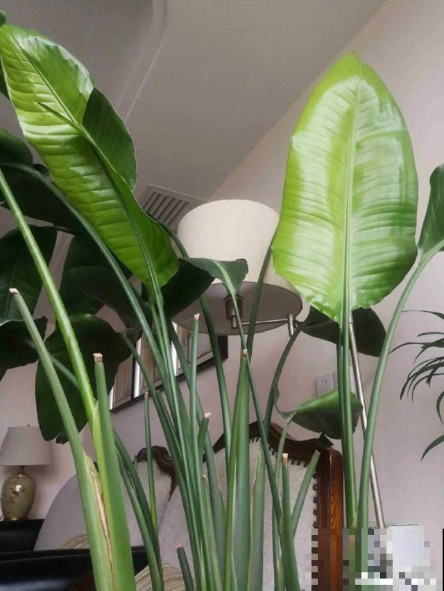 家里养这10种花,冻伤了要赶紧救,晚了就救不回来了 家里养这10种花,冻伤了要赶紧救,晚了就救不回来了