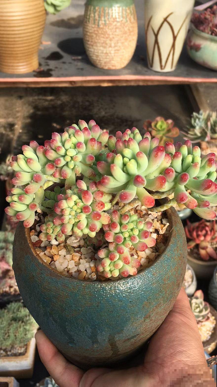 多肉冬天冻一冻，颜色就变成了调色盘，好看极了！