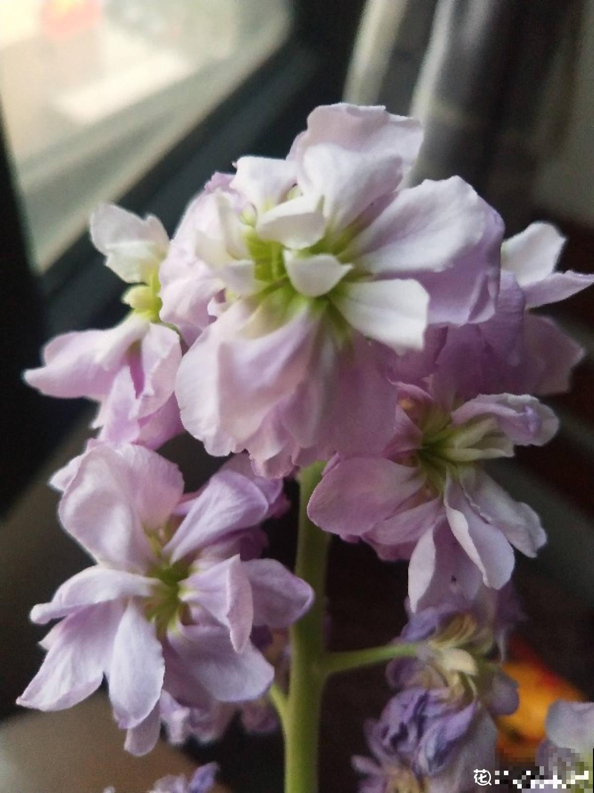 倒春寒来袭，养花5件事不能做，不然花熬不过去全死了