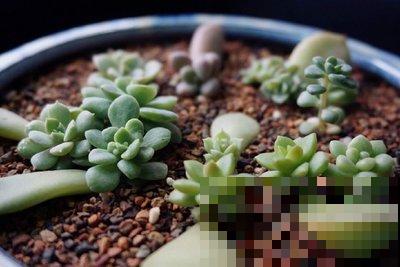 养多肉这样叶插！快速生根，轻松繁殖一大片！