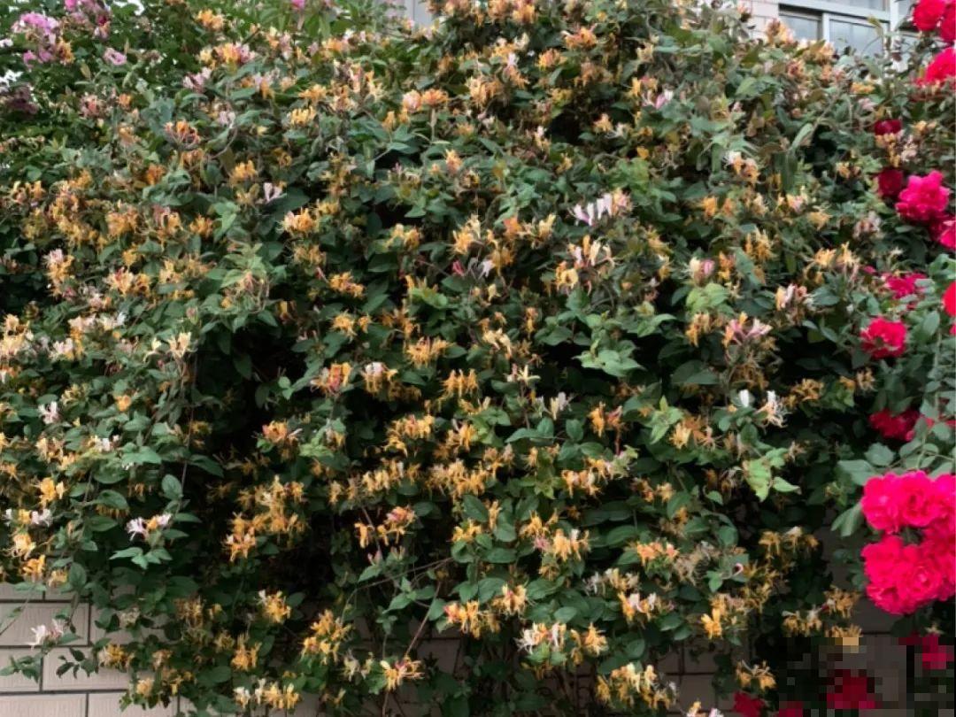 16种花，能养成传家宝，养个几十年没问题