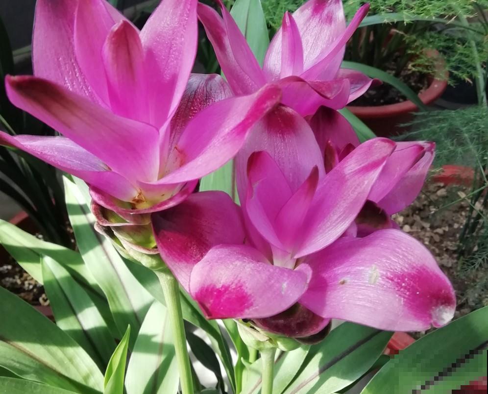 生姜居然能开出荷花?姜荷花仙气十足,养护方法也非常简单! 生姜居然能开出荷花?姜荷花仙气十足,养护方法也非常简单!