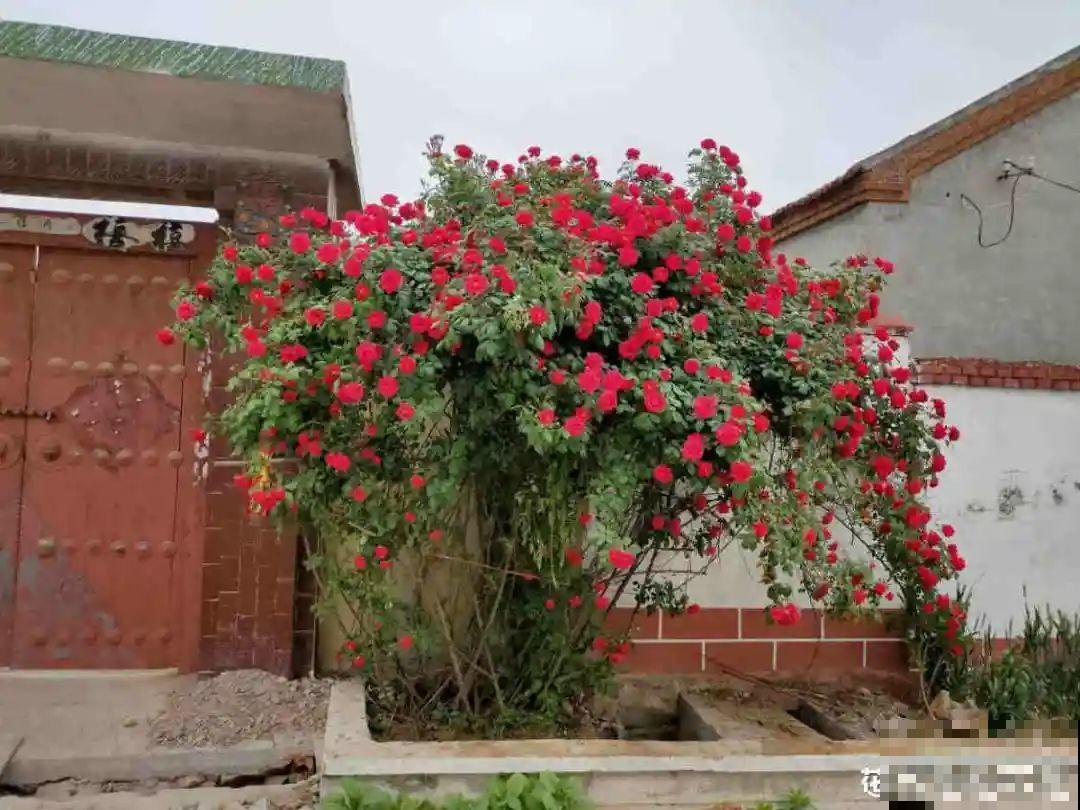 16种花，能养成传家宝，养个几十年没问题