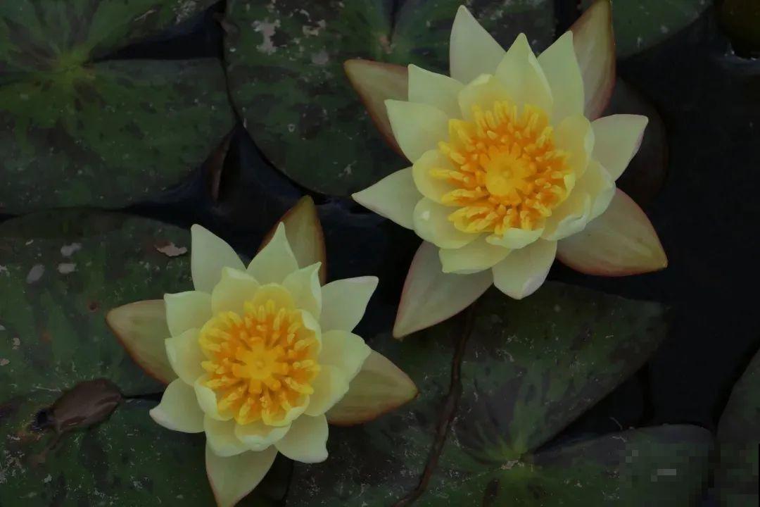 家里养盆“花中睡美人”，一天灌一瓢水，开花多得大缸放不下！