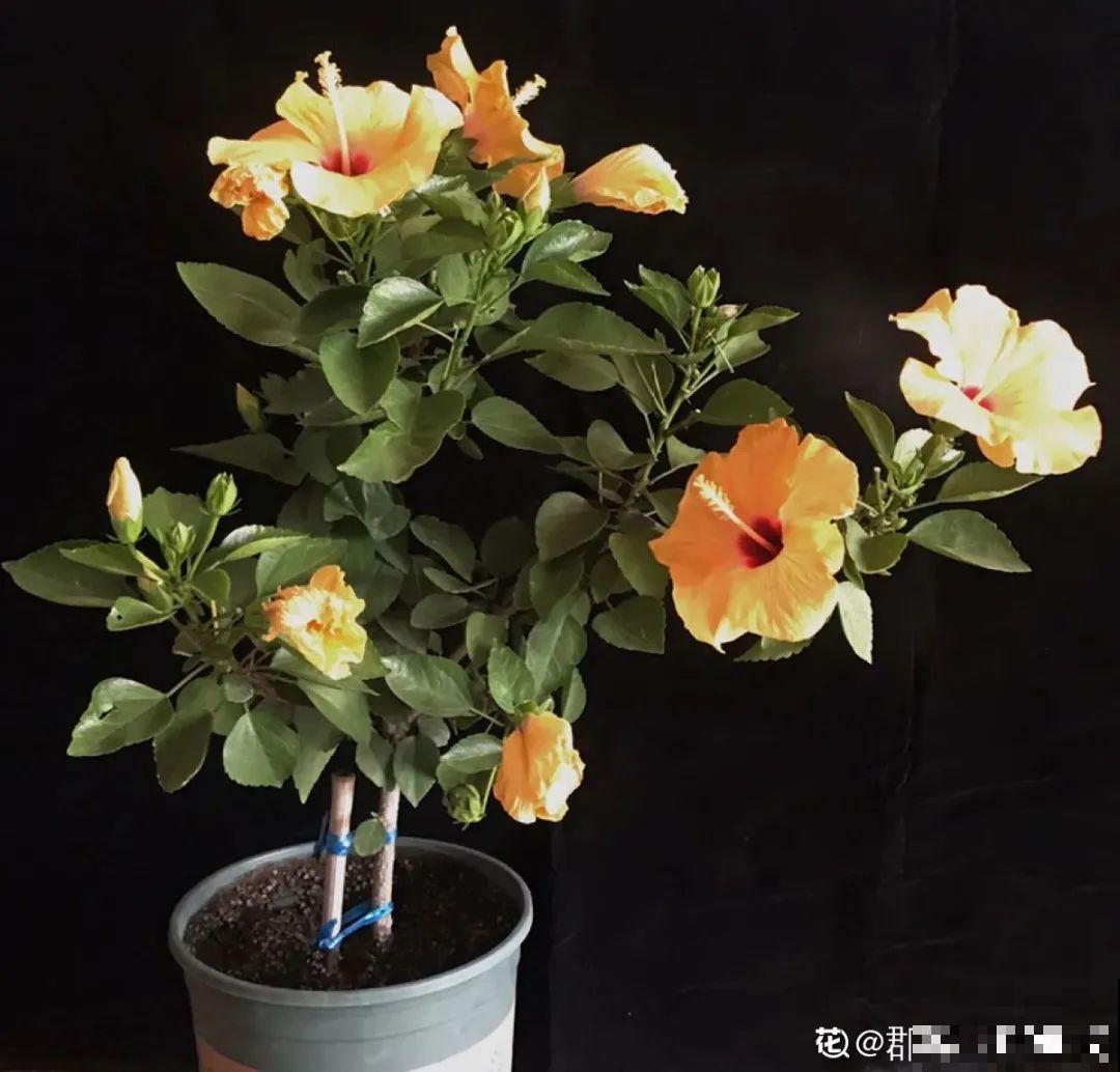 2月养花下狠手，剃光头、撸光叶，越狠越开花！