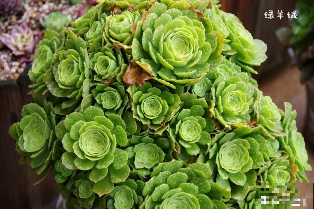多肉要是养好了，精致得像艺术品，光看就很满足了