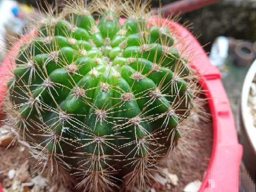 民间十大不吉利花，到底是哪流传来的