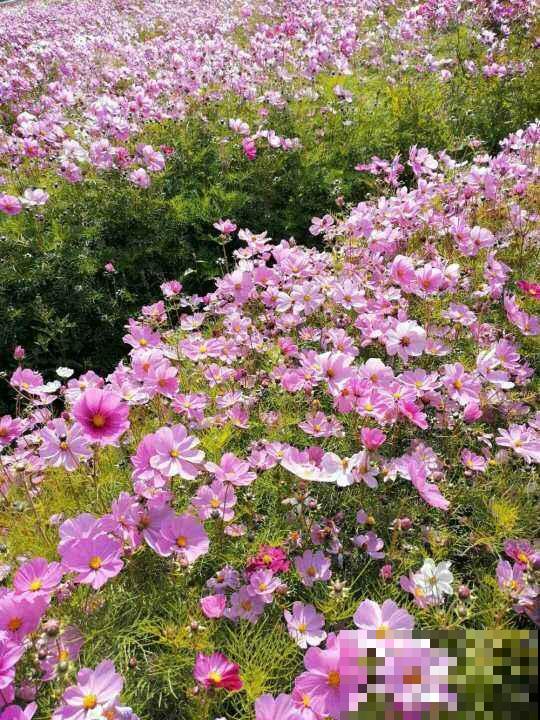 春天养花，最重要的是“准备”，要提前规划好