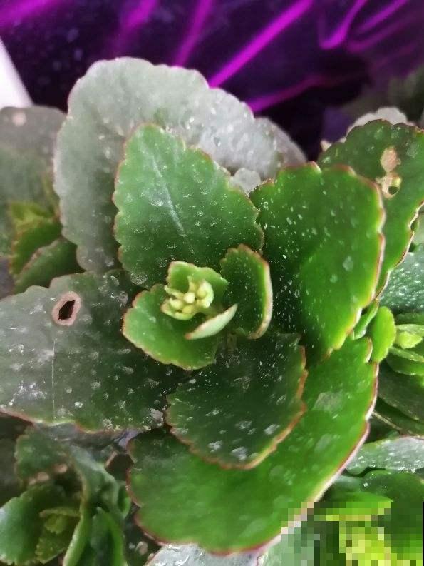 怎样用磷酸二氢钾，才能让植物爆开花？记住3点太重要！