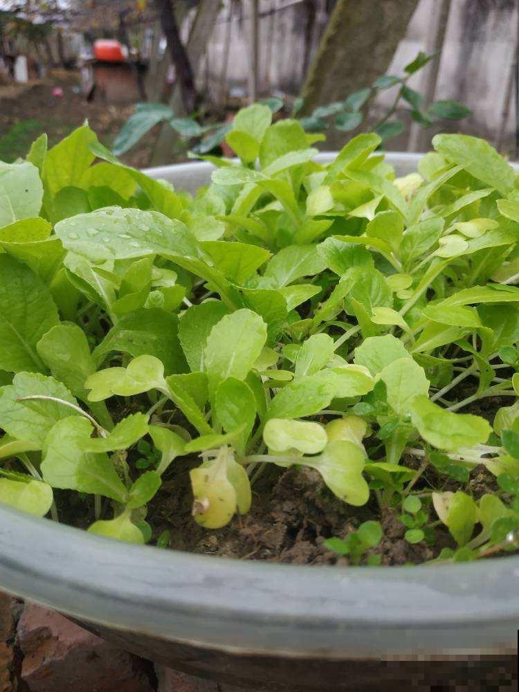 家里的快递盒子别丢掉,拿来养花效果好,还特省钱 家里的快递盒子别丢掉,拿来养花效果好,还特省钱