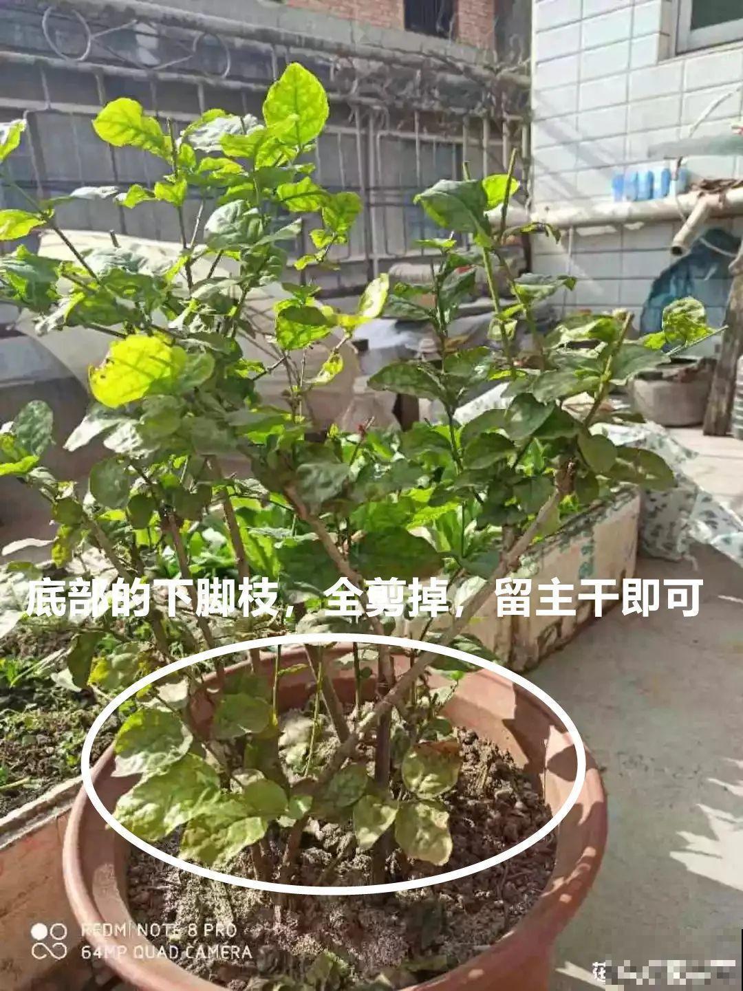 2月养花下狠手，剃光头、撸光叶，越狠越开花！