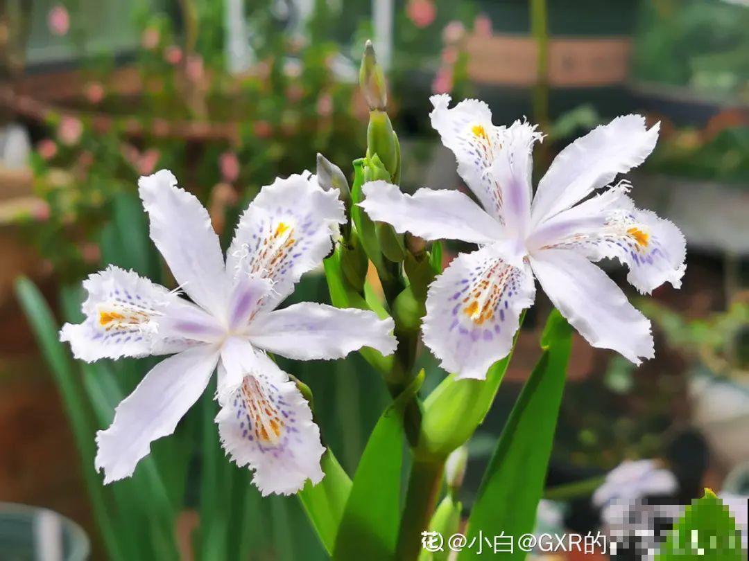 零下20℃，冻不死的花，不用搬进屋！