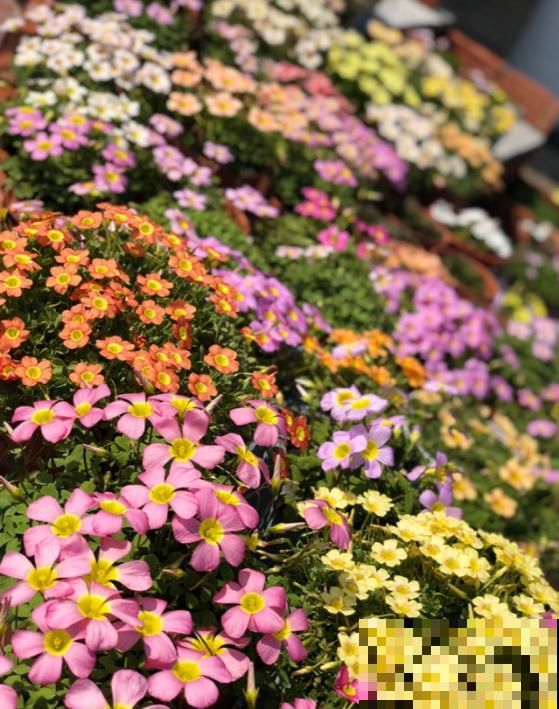 这4种植物生长速度很快，轻松开满整个阳台，急性子不要错过！