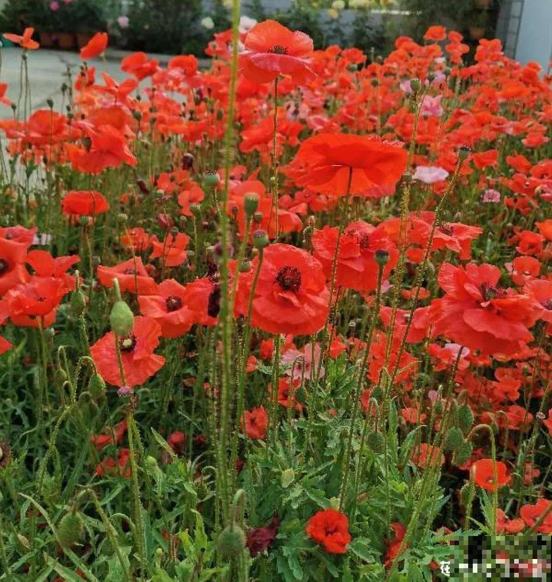 只需要种一次的花，年年疯长，除都除不尽