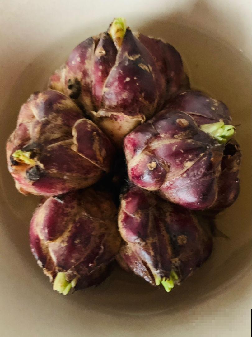 春天了,3种花要苏醒,准备修剪施肥浇水了! 春天了,3种花要苏醒,准备修剪施肥浇水了!