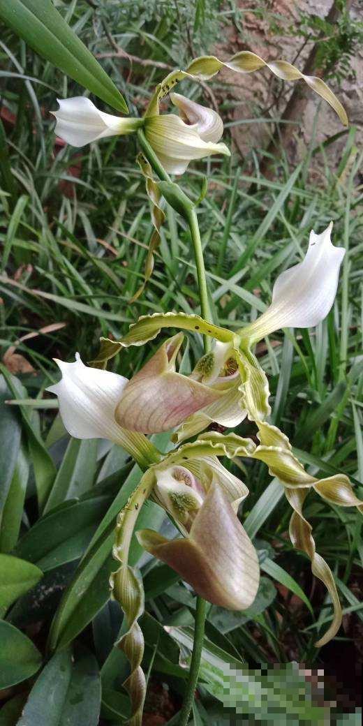 1种花像个“笼子”，还能吃虫子，越看越想笑