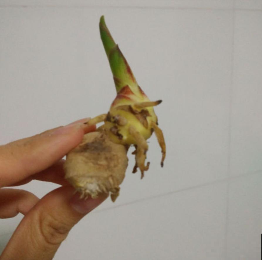 蔬菜不能乱吃，这4种菜很危险，看到就赶紧扔，别舍不得！