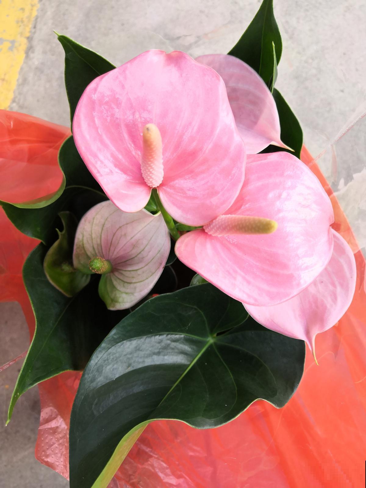 4种花天生粉色,不光好养,还春意浓浓,适合养在家里 4种花天生粉色,不光好养,还春意浓浓,适合养在家里