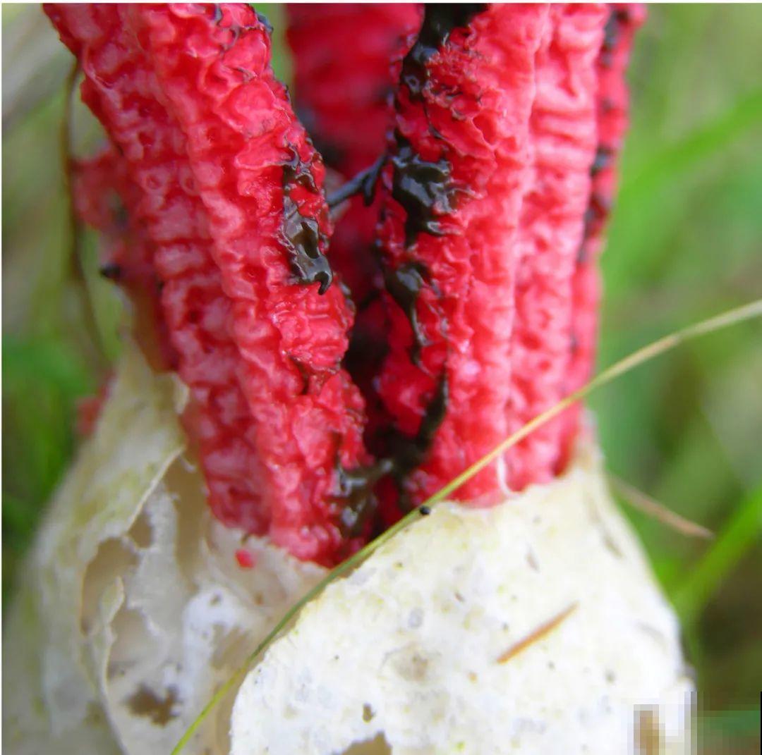 听说有的花能吃人,听着都害怕,是真的吗? 听说有的花能吃人,听着都害怕,是真的吗?