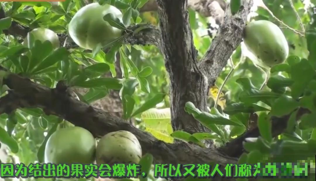 听说有的花能吃人,听着都害怕,是真的吗? 听说有的花能吃人,听着都害怕,是真的吗?