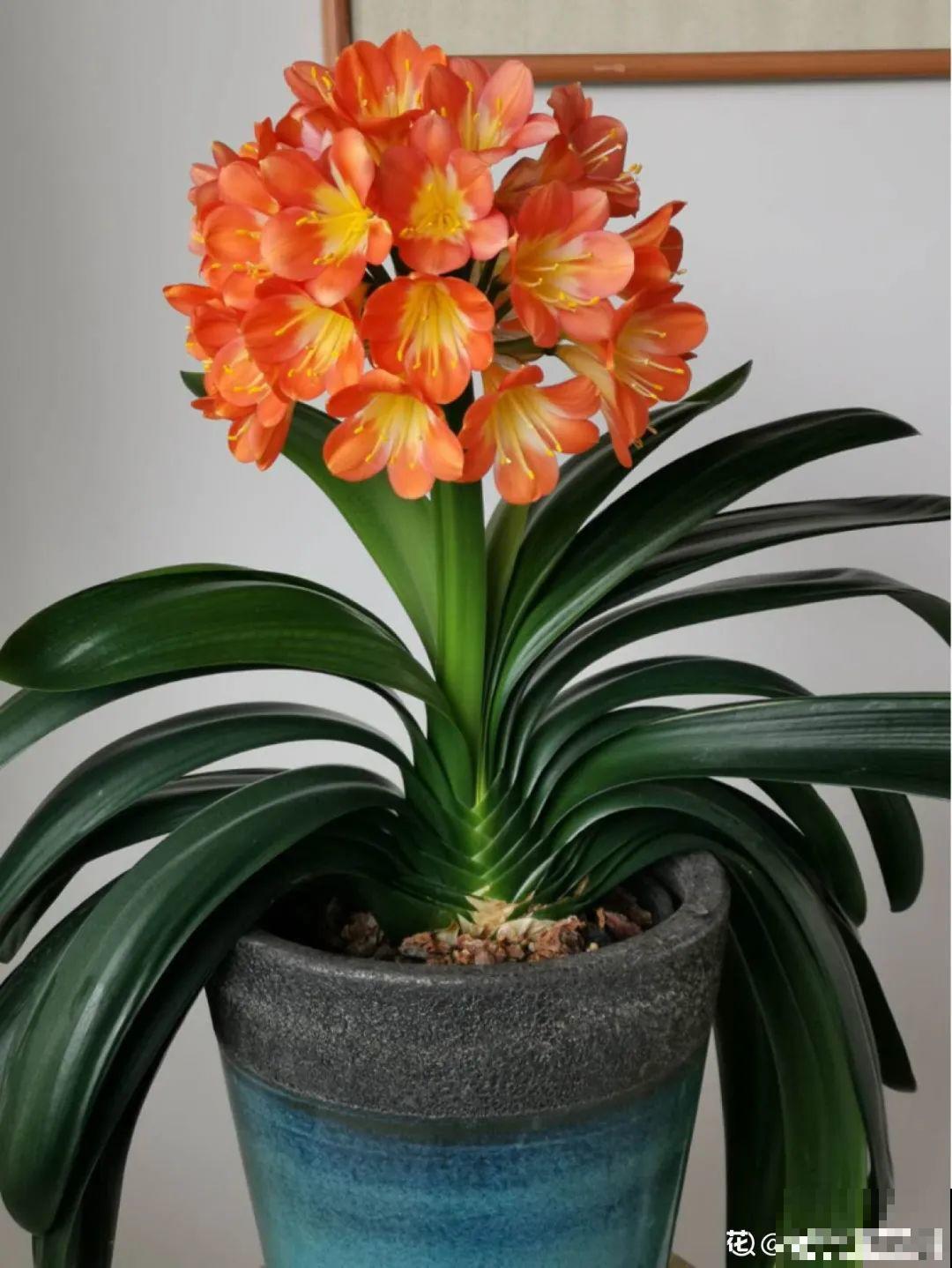 超级耐旱花，整个冬天不浇水，还能胖一圈！