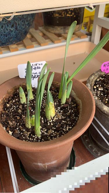 养水仙水培土培都可以，但是不能水土混养，容易烂球