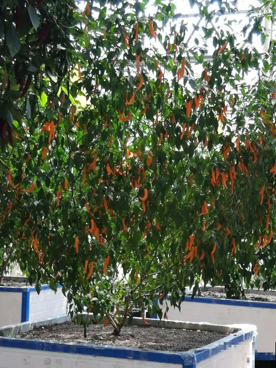 南瓜个头大的出奇，卖了2万8，比养猪还赚钱