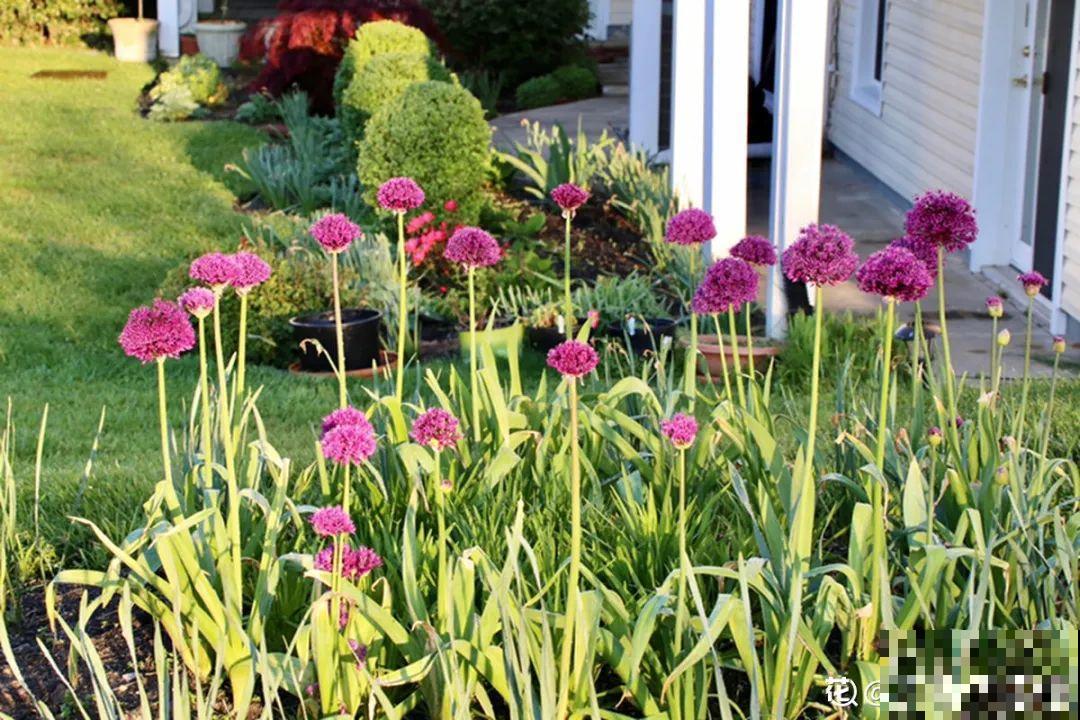零下20℃，冻不死的花，不用搬进屋！