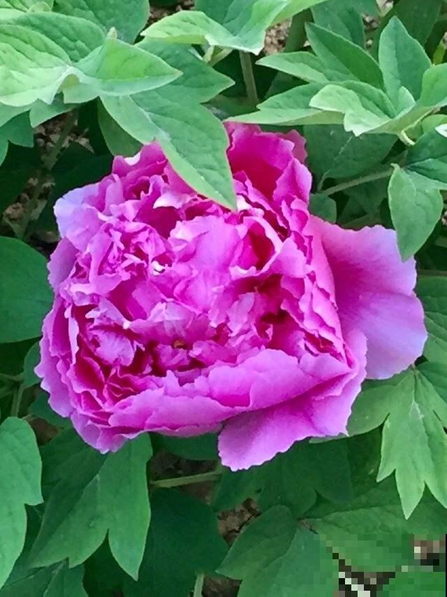 大水缸里面种花，花长得更健壮，养家里就是传家宝！