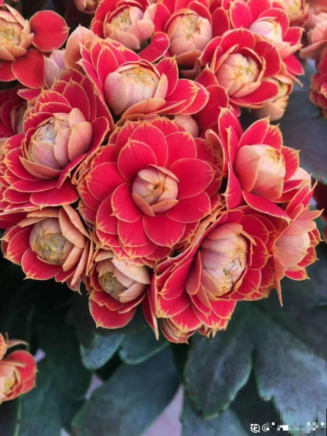 “短命”年宵花，买一盆枯一盆，太心疼