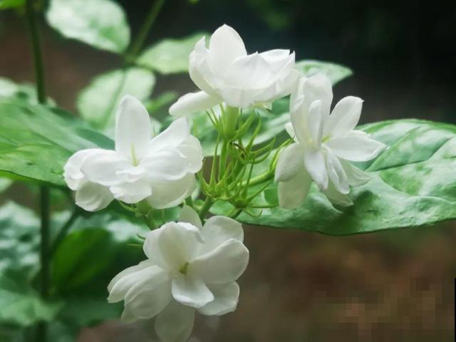 冬天养花，浇水是关键因素，常见花的浇水方法，都在这里了！