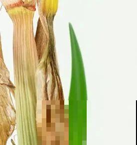 7种花，现在绝对不能剪，剪了一年不开花！