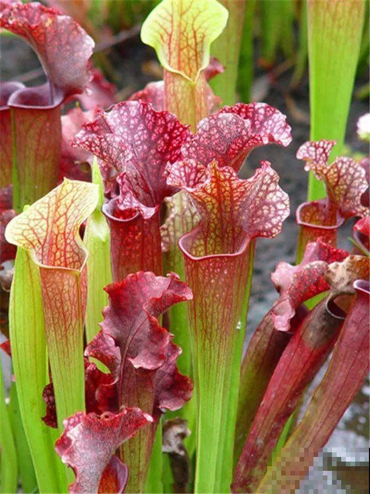 有一种花耐阴又好养,还能吃虫子,太实用了! 有一种花耐阴又好养,还能吃虫子,太实用了!