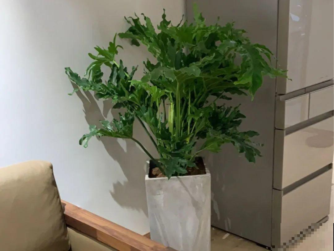 冬天干燥静电多，养这几盆花，增湿加氧很天然！