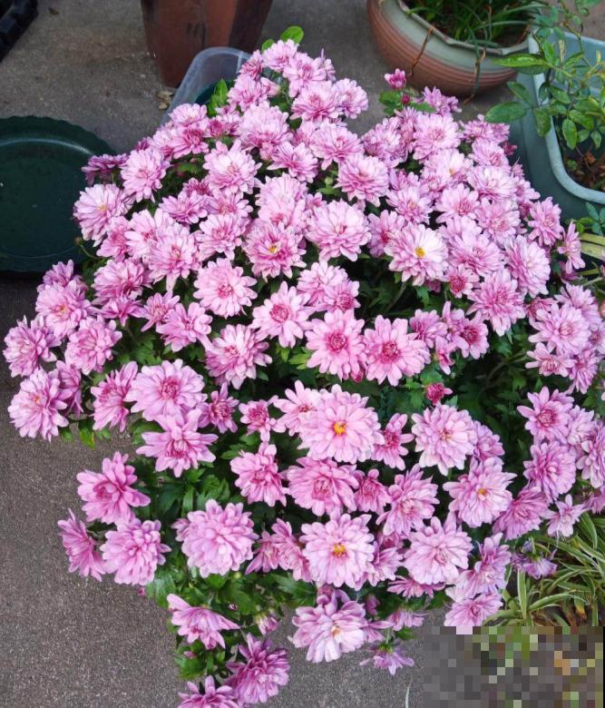 家里养盆千头菊，开花呼呼爆盆，一盆能开上百朵