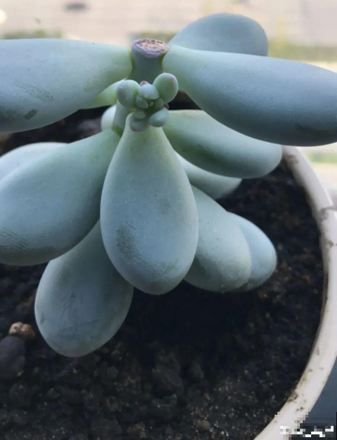 3月是给花剃头的好时机,现在狠心剪,下月就开花 3月是给花剃头的好时机,现在狠心剪,下月就开花