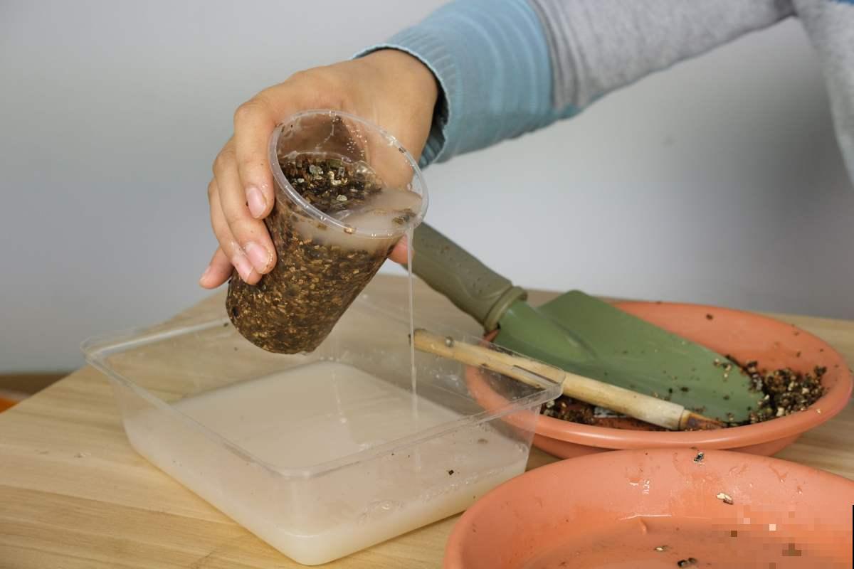 不会用多菌灵？难怪植物经常生病，教你多菌灵的4种用法！