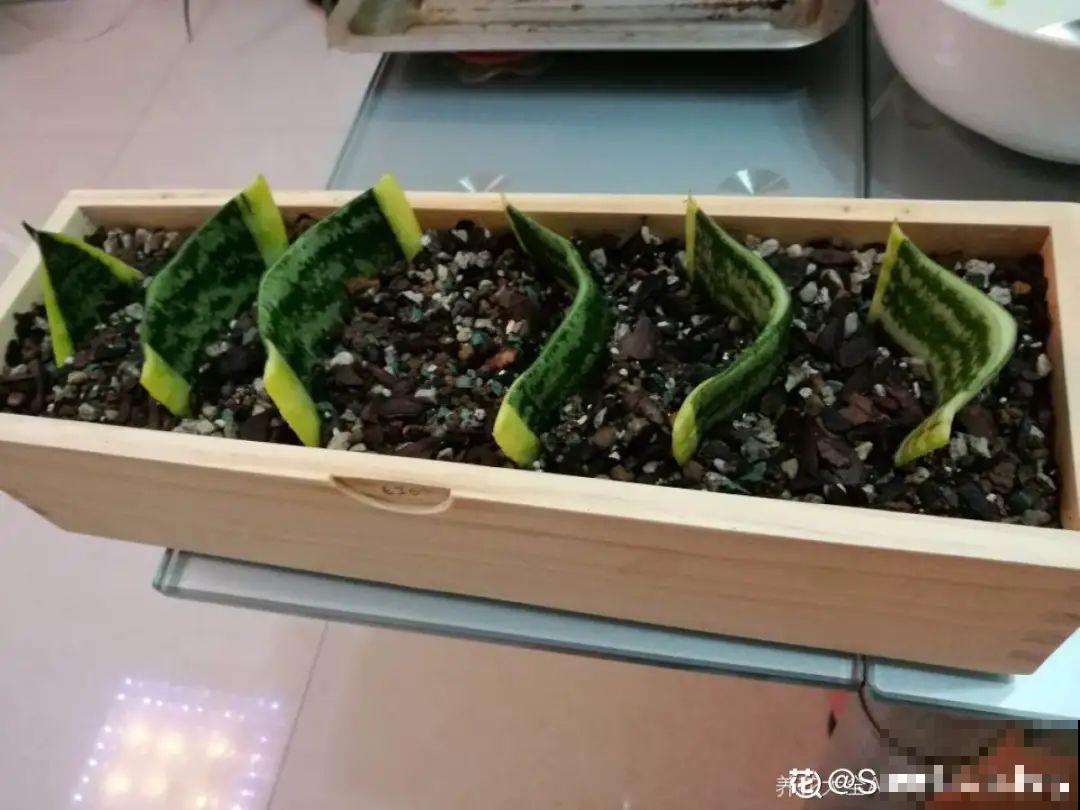 现在扦插超好活，剪根枝，捂3天，冒出狗牙根！