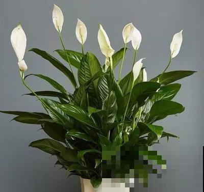 白掌原来这么好养，做好这4点，花越开越美！