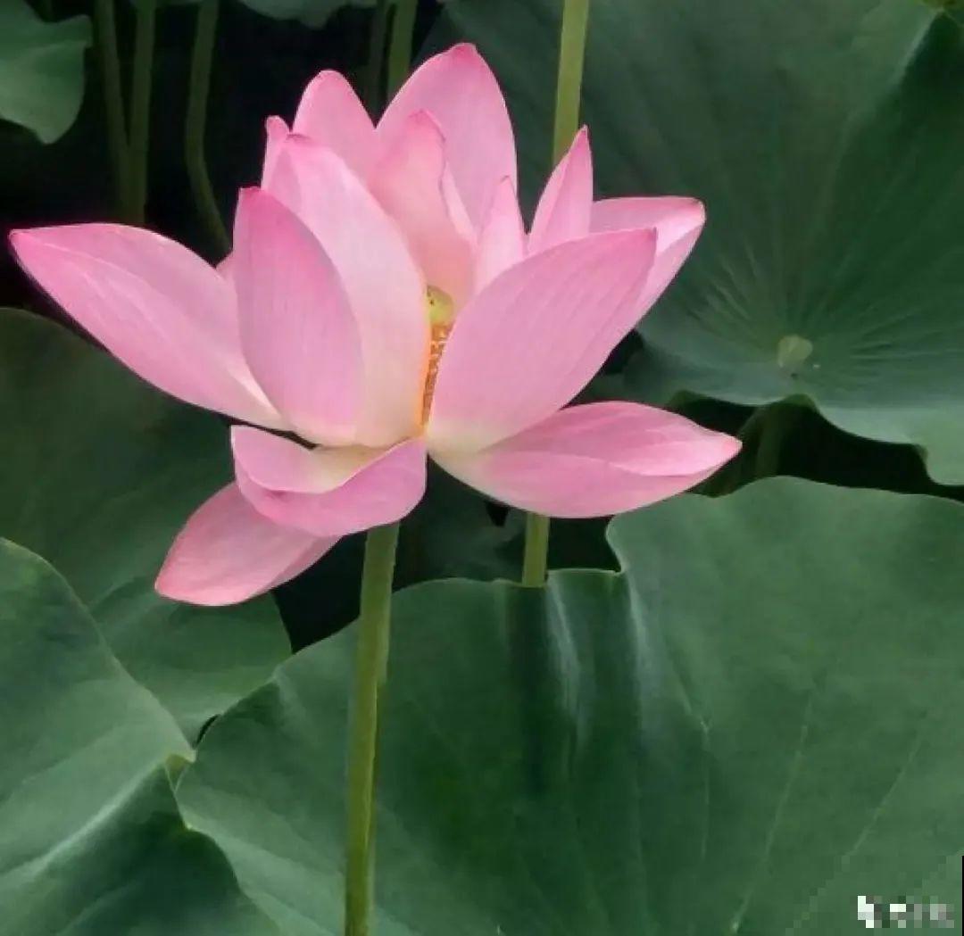 不同的花有不同的性格,你养的花,代表你是什么样的人? 不同的花有不同的性格,你养的花,代表你是什么样的人?