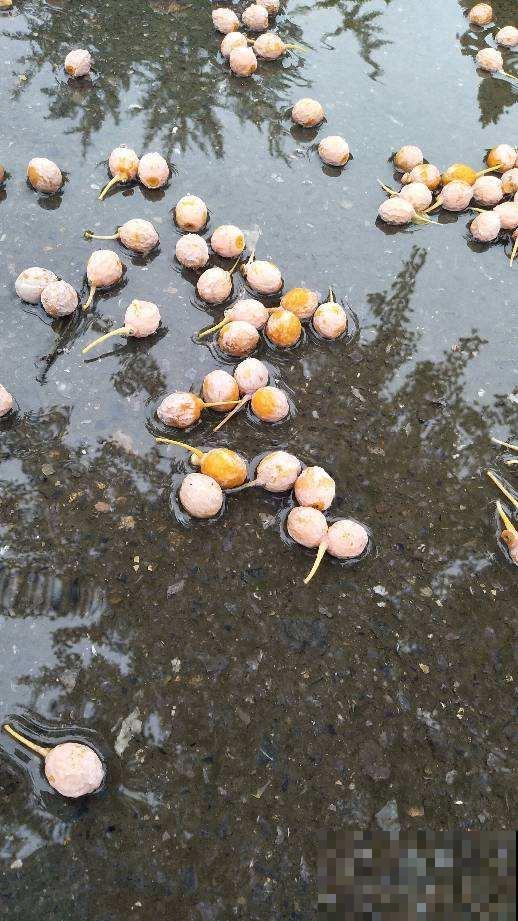 白果挂满银杏树枝头，有人说大补，有人说有毒，到底能不能吃？