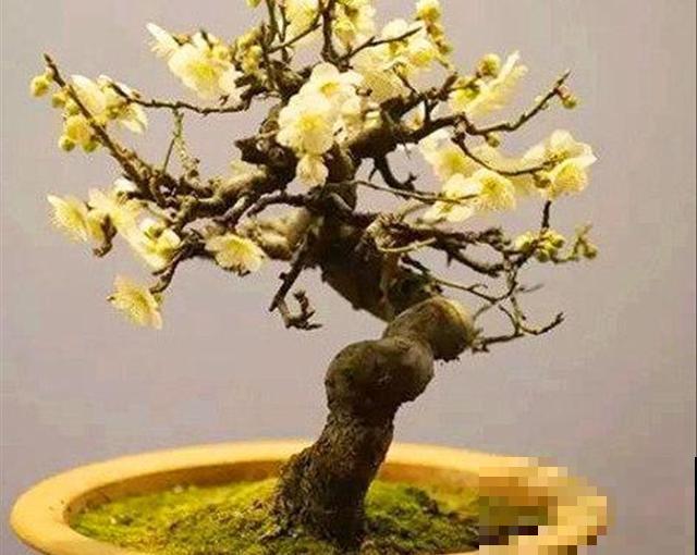 天气再冷也不怕，年宵花梅的养护技巧，你知道多少？
