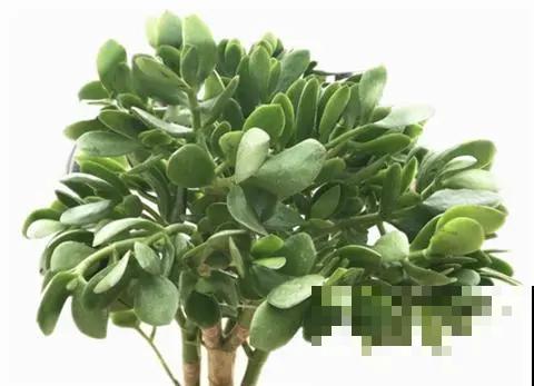 玉树这么养，做好这4个小细节，轻松养成“传家宝”！