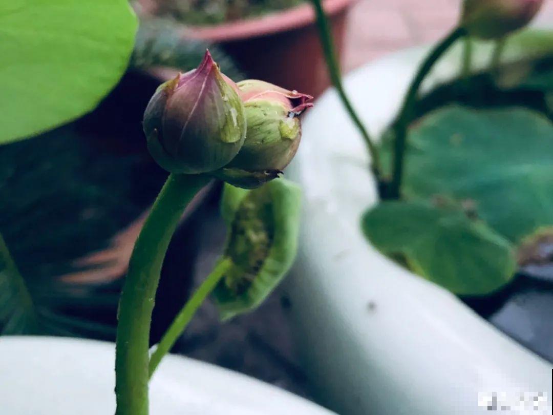 长寿开花变异了，十年都见不到一次，真稀罕