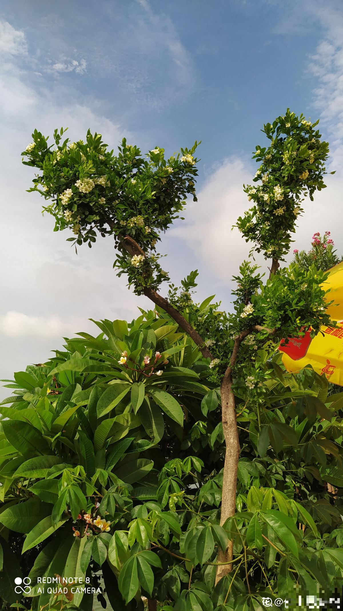 七旬老人在江边荒地养花，6年间种出花园，实在令人钦佩！