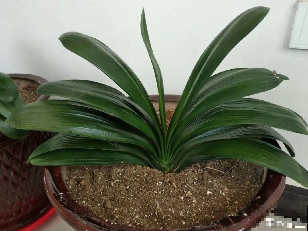 9种耐阴花，适合光照一般家庭，室内养也能开花！